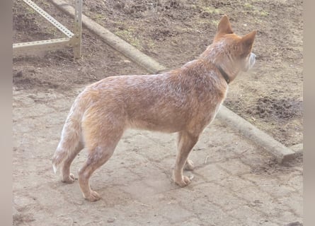 Australian Cattle Dogs