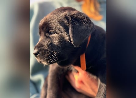 Zuckersüße Labrakita Welpen suchen ihr neues Zuhause!