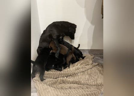 Labrador Mix Welpen