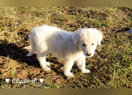 Ivy (angefragt) und Clyde suchen ein Zuhause