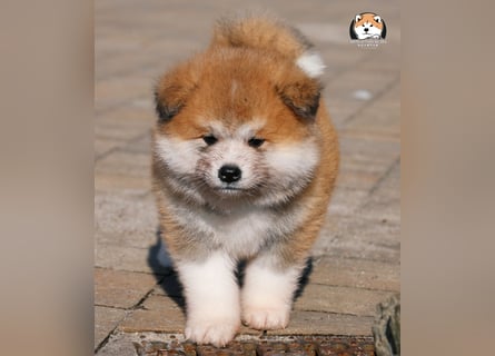 * Akita Inu - Japanische Akita langhaar Welpen, FCI registriert *