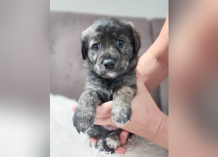 Wunderschöne Labrador-Mix Welpen