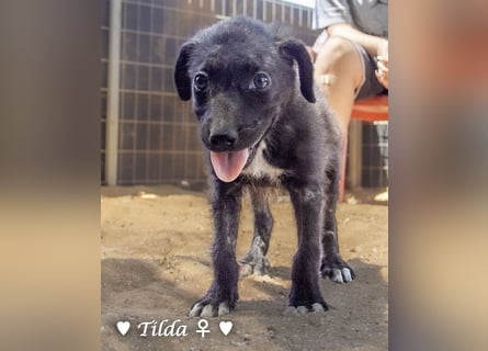 Teddy und seine Geschwister suchen ab September ein Zuhause