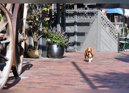 Der zauberhafte Vasko, ein reinrassige Basset Artesien Normand sucht ein neues Zuhause. Eine seltene