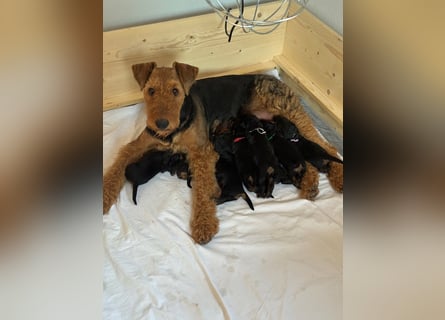 Typvolle Airedale Terrier Welpen aus Leistungszucht VDH/KfT
