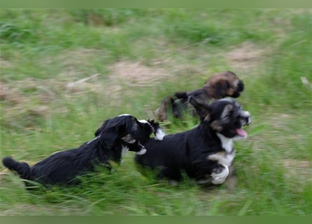 Tibet Terrier Welpen, VDH Papiere, zobel und tricolor