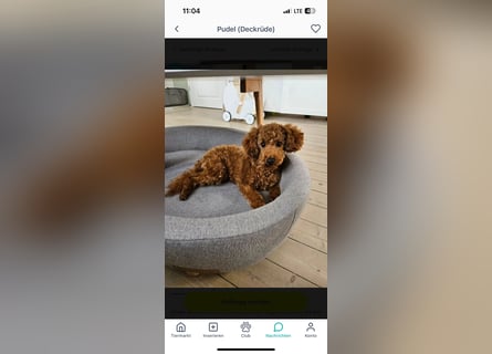 Wunderschöne Cockapoo/Cockerpoo Welpen