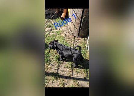 Presa Canario x Cane Corso 