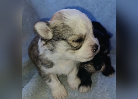 Maltipoo in zauberhaften Farben