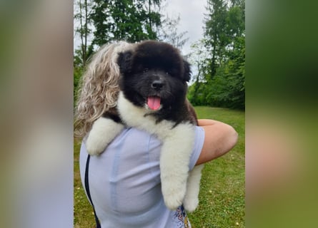Amerikanische Akita
