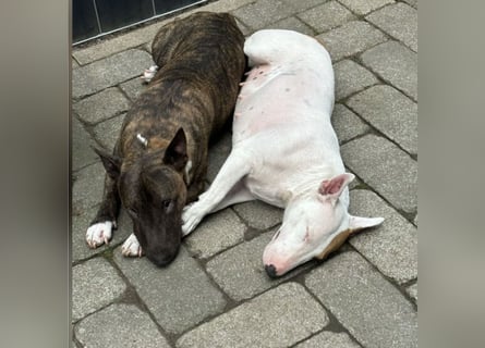 Miniatur Bullterrier