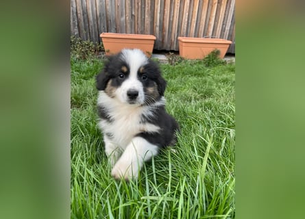 Australian Shepherd Welpen