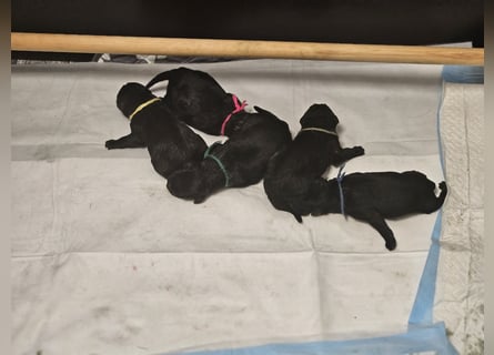 Riesenschnauzer schwarz Welpen des A-Wurf's am 02.07.25 gefallen