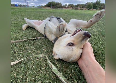 Olandesina: verschmuster Anfängerhund