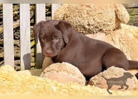 Acht reinrassige Labrador Welpen auf dem Weg in ihr neues Leben...