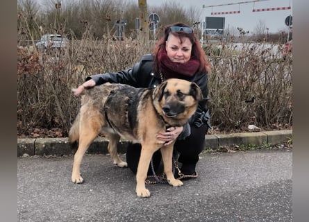 Zita, Schäferhund-Mix, lieb und verträglich  auch mit  Katzen