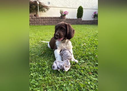 Kleine Münsterländer Welpen