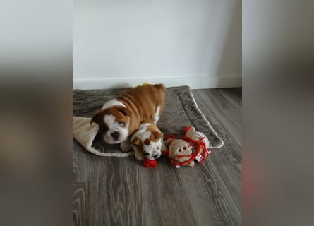 Englische Bulldogge  Welpen