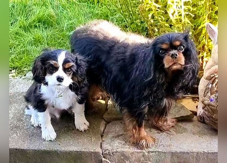 Cavalier King Charles Spaniel Tricolor Rüde