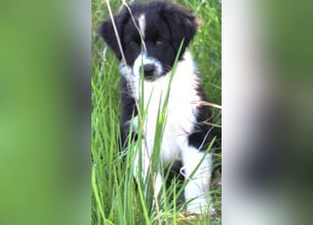 Australian Shepherd Welpe (reinrassig)