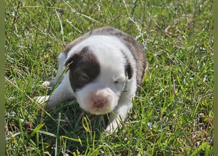 Border Collie Welpen