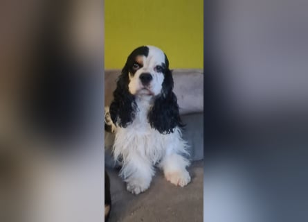 Luna, unsere Cockerhündin, 4 1/2 Jahre alt, sucht liebevolle Familie