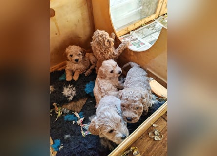 Wunderschöne Maltipoo Welpen