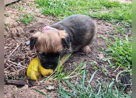 1 süße Border Terrier Hündin sucht ein liebevolles Zuhause