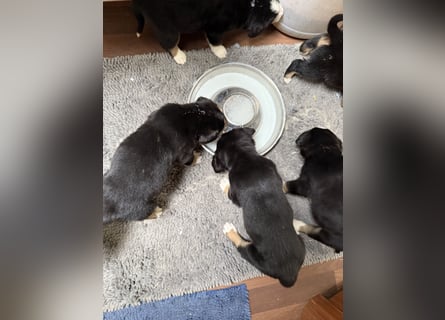 Entlebucher Sennenhundwelpen
