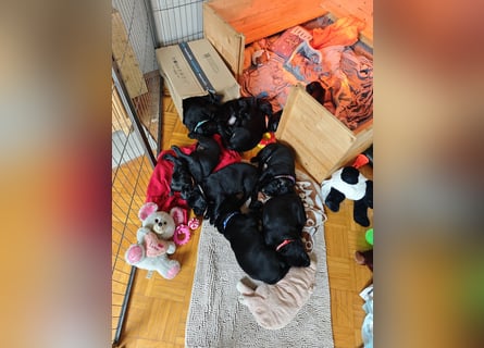 Labradorwelpen suchen bestes Zuhause