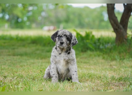 Aussiedor ( Australian Shepherd x Labrador) Welpen suchen neues Zuhause