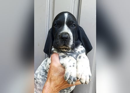 Braque d'Auvergne (Auvergne Vorstehhund) Welpe