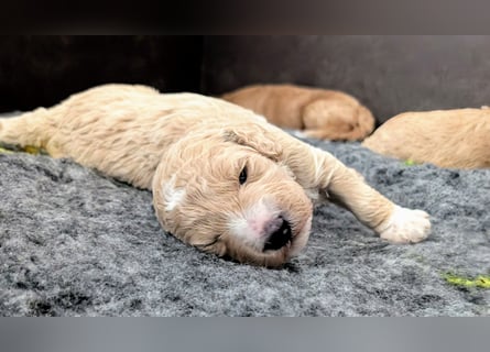 Goldendoodle medium mit Papieren und Ahnentafel