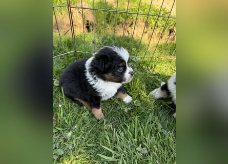 Einzigartige Mini Aussies