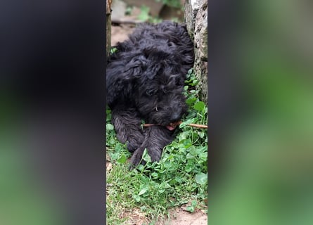 2 putzmuntere Aussiedoodles