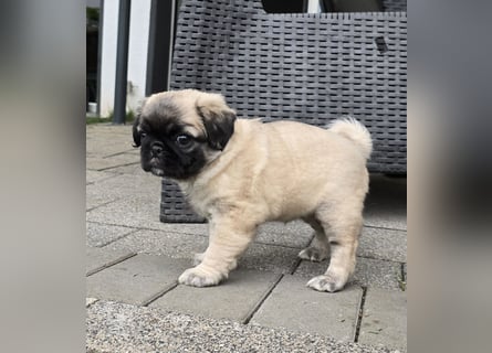 Mops Welpen  ( Altdeutsche )