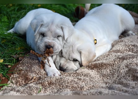 Shar-Pei x Labrador Mix Welpe Frenchy stellt sich vor......