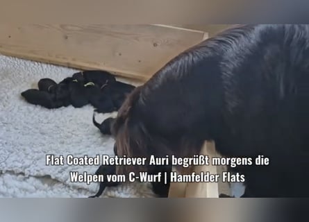 Schwarzer Flat Coated Retriever Rüdenwelpe