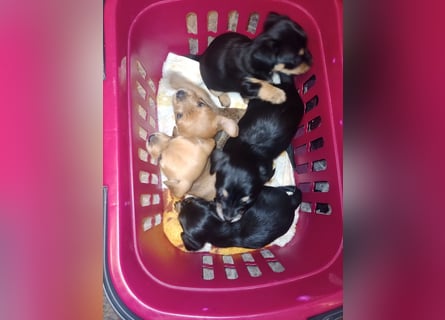 Süße Chorkie-Welpen black and tan & beige MIX !!!