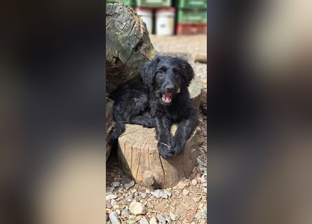 2 putzmuntere Aussiedoodles