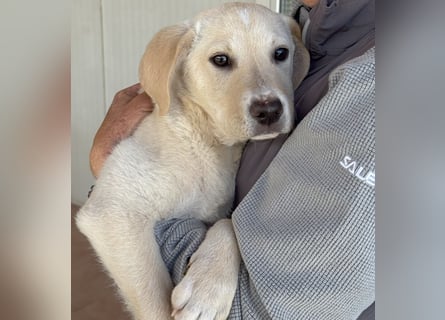 Diego: ein Labbi zum Verlieben