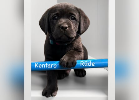 Labrador Retriever Welpen, reinrassig, Ahnenpass uvm., schwarz und gelb