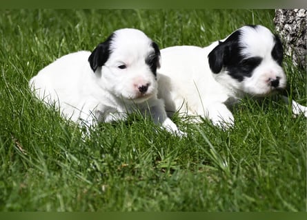 traumhaft hübscher Tibet Terrier Welpen aus erfahrender Zucht  sind geboren dürfen im Juni ausziehen