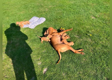 Mayar Vizsla Welpen