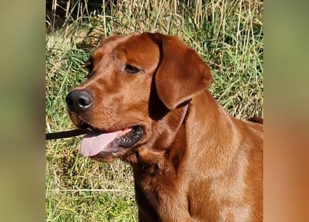 2 Labrador Retriever Weibchen Welpen mit Ahnenpass, Eltern HD, ED, PL, OCD, Augen und Genetisch frei