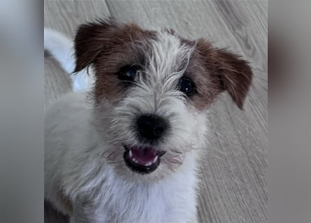 Weiblicher Jack Russell Terrier zu verkaufen