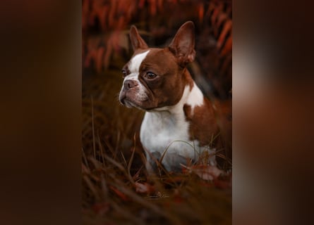 Boston Terrier 