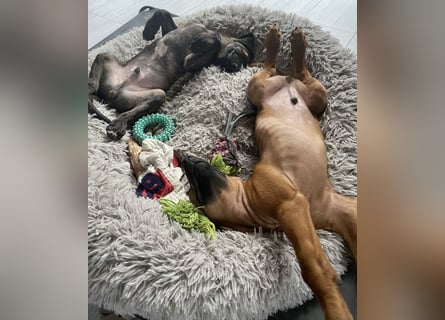 Rhodesian Ridgeback Malinois Welpe sucht seine Familie