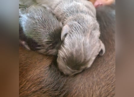 Labradorwelpen