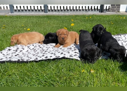 Labrador Welpen in foxred und schwarz aus liebevoller Hobbyzucht